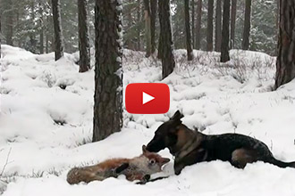 When This Dog Meets a Friendly Fox, an Amazing Friendship Blossoms!