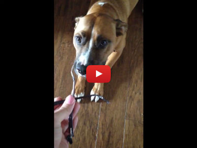 When This Guilty Dog Gets Caught, His Reaction is Too Cute!