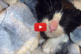 When This Kitten Loses His Vision, His Foster Family Does The Unexpected