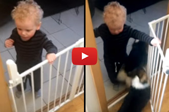 When This Little Boy Opens The Gate, The Corgis Run Out. But Watch What Happens Next!