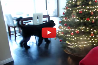 When This Little Girl Wants To Play Hide And Seek, Look Who Volunteers! 