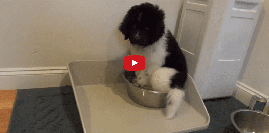 When This Puppy Gets A New Bowl- He Doesn't Know How to React! What He Does Is Too Precious!!