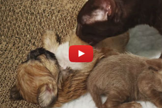 When This Puppy Gets Rejected, He Finds an Unexpected New Mother...