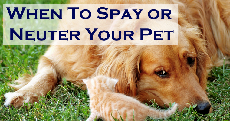 When to Spay or Neuter Your Pet