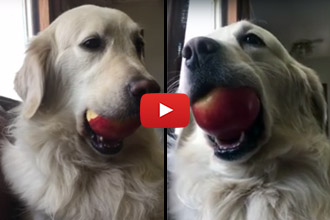 When You Ask Your Dog To Return Your Food...