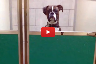 When You Leave Your Dog At Daycare - And He Is Not Happy