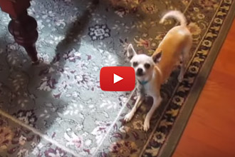 When Your Human Gets Home On A Friday... 