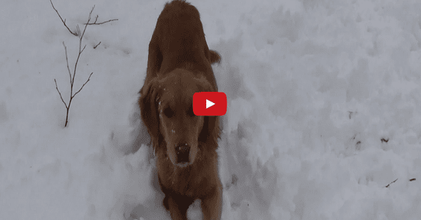 Where Does the Squeak Come From? This Dog Can't Figure It Out- But that Doesn't Stop Him From Having a Good Time!!