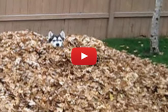 Who Knew A Dog Could Have This Much Fun In A Pile Of Leaves!