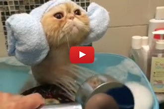 Whoever Said Cats Hate Water, Never Saw This Video!