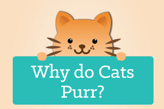 Why Do Cats Purr?