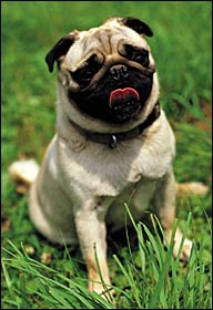 Why Do Pets Eat Grass?