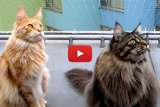 Why Do They Do That?! These Kitties Have An Insane Reaction To Birds!