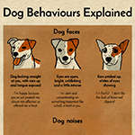 Why Does My Dog Do That?