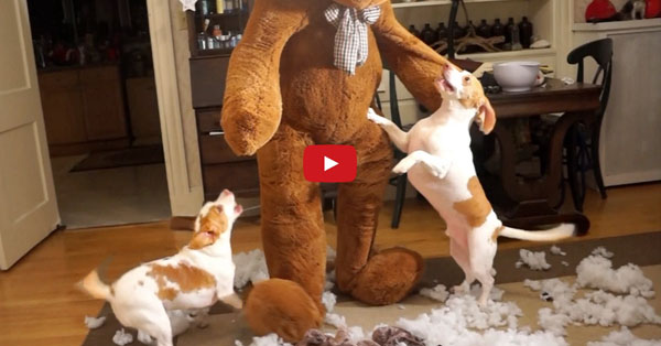 Why Give Your Dog a Toy When You Can BE the Toy? This Pup's Reaction to a Giant Gift is Too Amazing to Miss!!