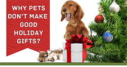 Why Pets Don't Make Good Holiday Gifts
