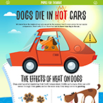 Why You Shouldn't Leave Your Dog In The Hot Car