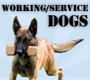 Working / Service Dogs