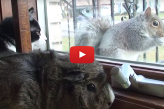 You'll Never Guess What This Cat And Guinea Pig See Outside