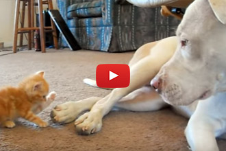 You'll Never Guess What This Pitbull Does When The Kitten Comes To Say Hi!