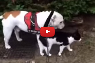 You'll Never Guess Who This Bulldog's New Walking Buddy Is