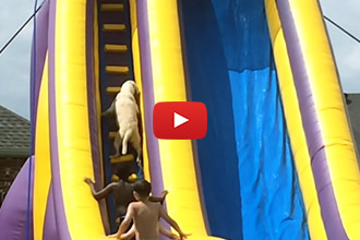 You've Never Seen a Dog Go Down a Big Water Slide... Until Now!