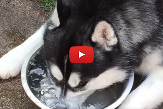 You Will Laugh When You See What This Husky Does With Her Dish!