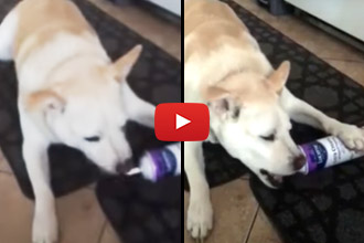 You Will Never Guess Who Has The Whip Cream! 