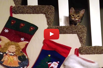 You Wont Believe How This Cat Reacts To Stockings!