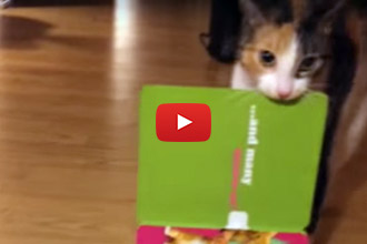 You Wont Believe How This Cat Reacts When This Card Starts Singing