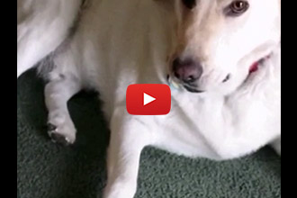 You Wont Believe What This Dog Did With These Tater Tots
