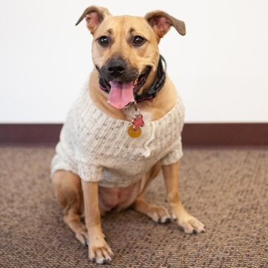 ZACK-ZOEY-ABERDEEN-SWEATER-MEDIUM
