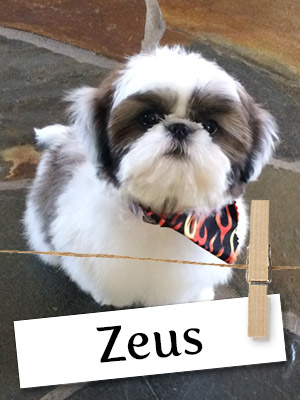 Zeus O'Leary Is One Shih Tzu You Must Get To Know!