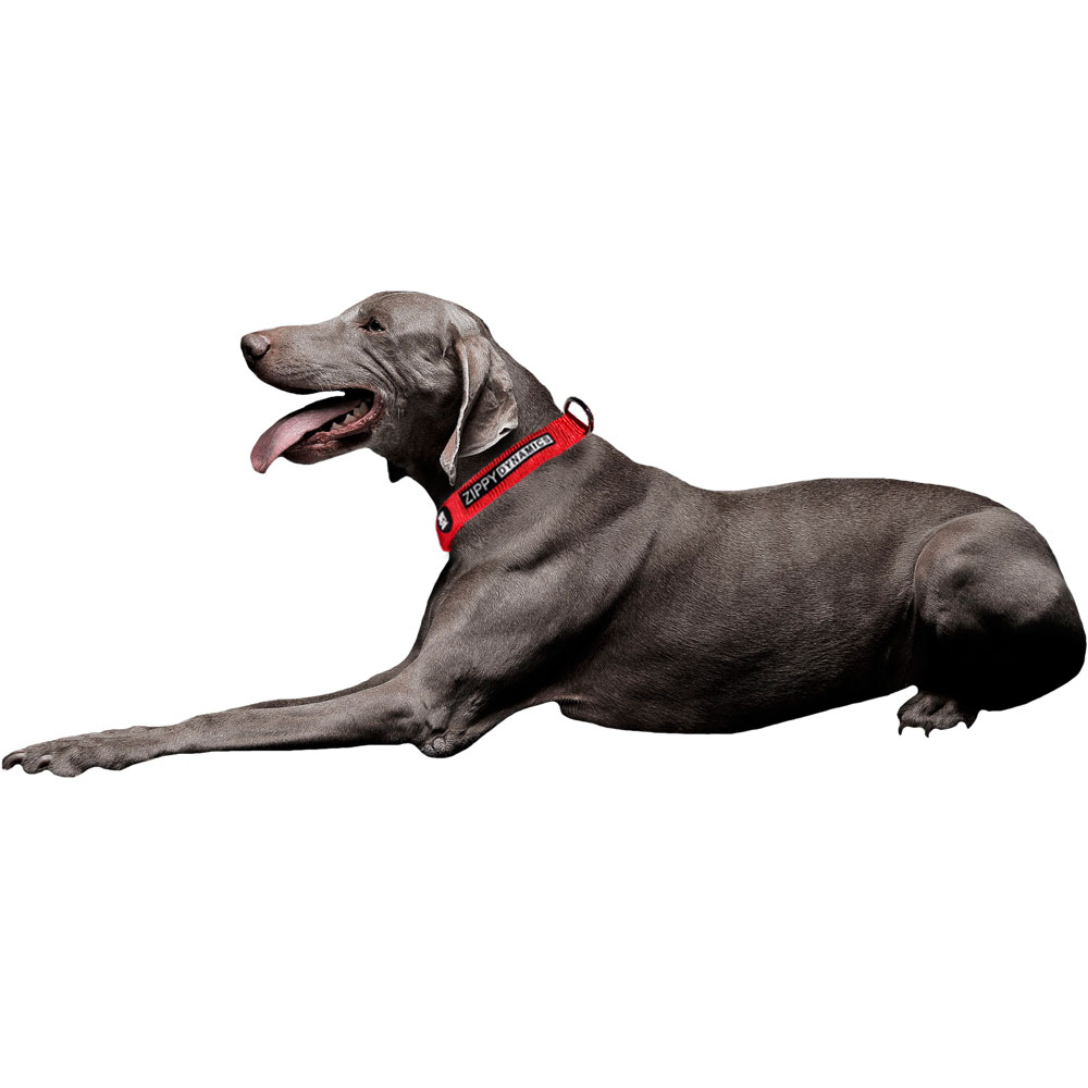 ZIPPY-DYNAMICS-ZIPPY-COLLAR-RED-16-INCHES