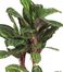 45" Maranta Silk Plant in Green - Nearly Natural - 6591-0308