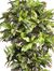 6' Croton Silk Tree in Green - Nearly Natural - 5211
