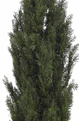 6' Mini Cedar Pine Tree in Green - Nearly Natural - 5292