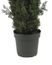 6' Mini Cedar Pine Tree in Green - Nearly Natural - 5292