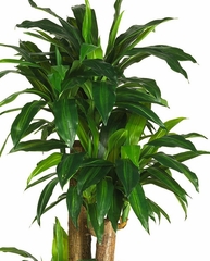 62" Dracena with Basket Silk Plant in Green - Nearly Natural - 6584-0508