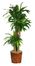 62" Dracena with Basket Silk Plant in Green - Nearly Natural - 6584-0508