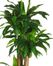 62" Dracena with Basket Silk Plant in Green - Nearly Natural - 6584-0508