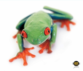 Allsop CleanScreen Cloth - Tree Frog Optical-Grade Microfiber