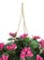 Bougainvillea Hanging Basket Silk Plant in Beauty - Nearly Natural - 6608