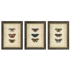 Butterfly Collection Wall Art (Set of 3) - IMAX - 27304-3