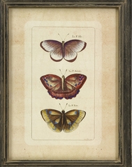 Butterfly Collection Wall Art (Set of 3) - IMAX - 27304-3