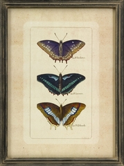 Butterfly Collection Wall Art (Set of 3) - IMAX - 27304-3