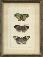 Butterfly Collection Wall Art (Set of 3) - IMAX - 27304-3