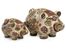 Camden Pigs (Set of 2) - IMAX - 19048-2