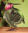 Figurine Fan - Hummingbird (Small) - Deco Breeze - DBF0261