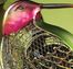 Figurine Fan - Hummingbird (Small) - Deco Breeze - DBF0261